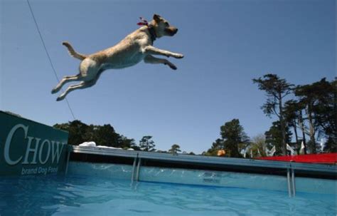 Dock Diving--Fun for Your Water-Loving Dog