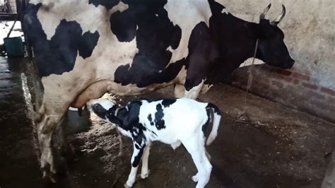 baby cow | calf | drinking milk from mother - YouTube