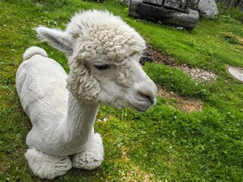 Premium Photo | Alpaca adorable fluffy portrait relaxing on grass