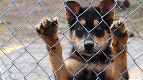 Local bank donates building for Marion County Animal Shelter | WPDE