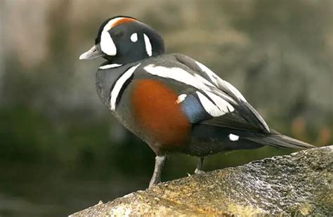 Harlequin Duck - Description, Habitat, Image, Diet, and Interesting Facts