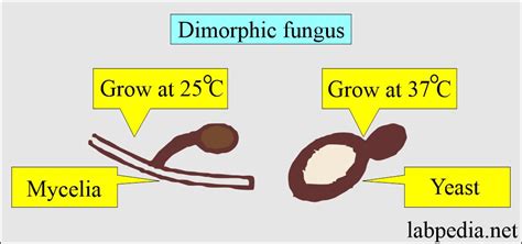 Fungal infections, Diagnosis and Treatment - Labpedia.net