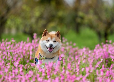 15 Smiling Dog Breeds - PureWow