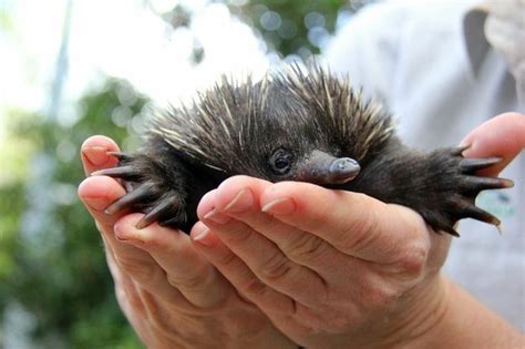 Baby Echidna (13 pics)