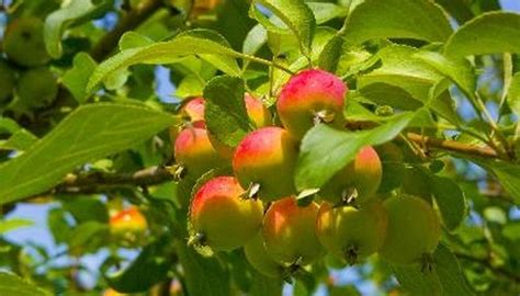 What Kind of Apple Trees Best Pollinate With Each Other? | Garden Guides