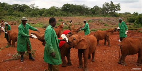 David Sheldrick Wildlife Trust - SafariBookings Blog