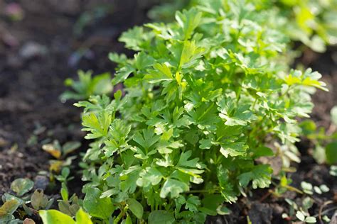 When to Plant Parsley - Harvest to Table