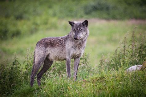 Canadian Timber Wolf | Woburn Safari Park