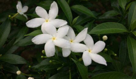 Jasminum Grandiflorum: Facts, benefits, grow and care tips