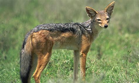 Jackal - Key Facts, Information & Pictures