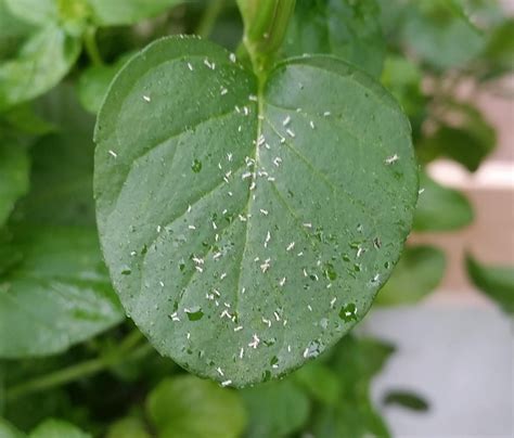 These little white bugs have infested the mint in my greenhouse. Can ...