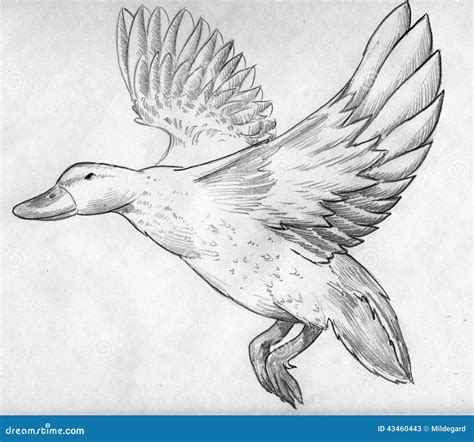 Flying Duck Mascot Vector Illustration | CartoonDealer.com #80230734