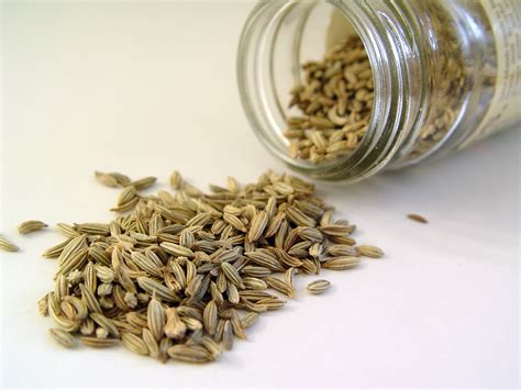 The Spice Series: Fennel Seeds - The Homestead Garden