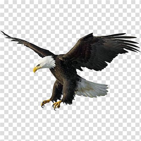 Download 20 + Bald Eagle Transparent