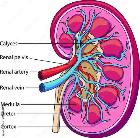 Schematic vector diagram of a kidney. Kidney structure with labeled parts. Stock Vector | Adobe ...