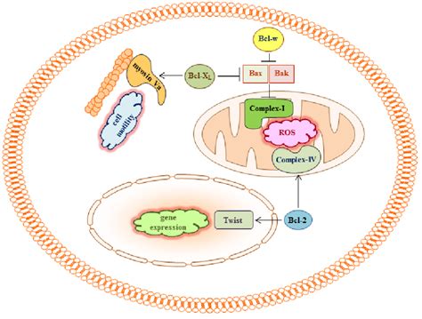 Bcl-2 proteins may regulate cell migration and invasion by binding to... | Download Scientific ...