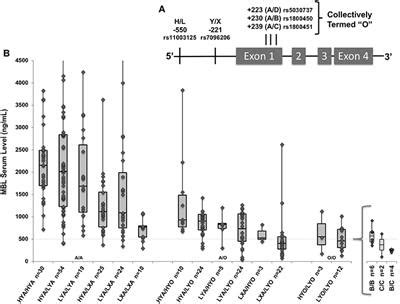 Frontiers | Evaluation of Mannose Binding Lectin Gene Variants in Pediatric Influenza Virus ...