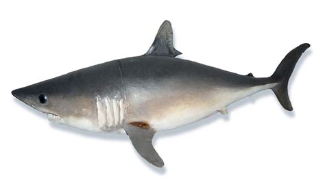 The Porbeagle Shark Hunts With Dogged Determination | HowStuffWorks