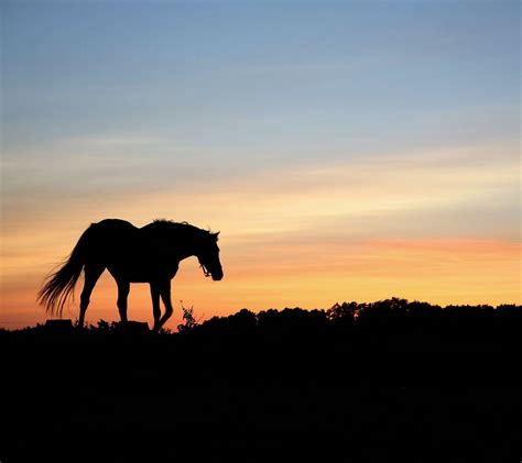 Cowboy Horse Wallpapers - Top Free Cowboy Horse Backgrounds - WallpaperAccess