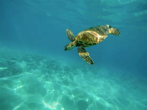 turtle, tortoise, swim, sea turtle, creature, ocean, ocean life, sea life, marine life, nautical ...