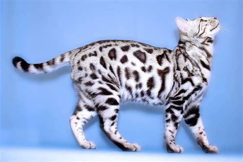 silver bengal - Google Search | White bengal cat, Rare cat breeds, Cat breeds