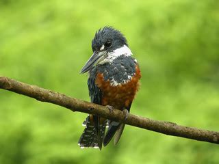 Ringed Kingfisher (Megaceryle torquata), Esquinas Rainfore… | Flickr