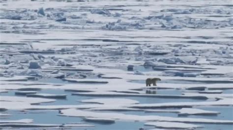 Manitoba to officially recognize polar bear as provincial emblem ...