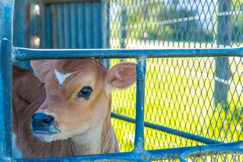 Milking cow on a farm stock image. Image of farming - 152858401