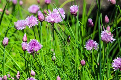 5 Varieties of Chives to Grow at Home (with Pictures) | House Grail