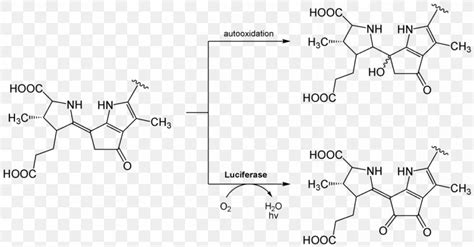 Firefly Luciferin Luciferase Bioluminescence Chemical Reaction, PNG, 1200x628px, Luciferin ...