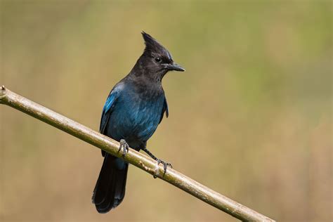 Steller's Jay — Eastside Audubon Society