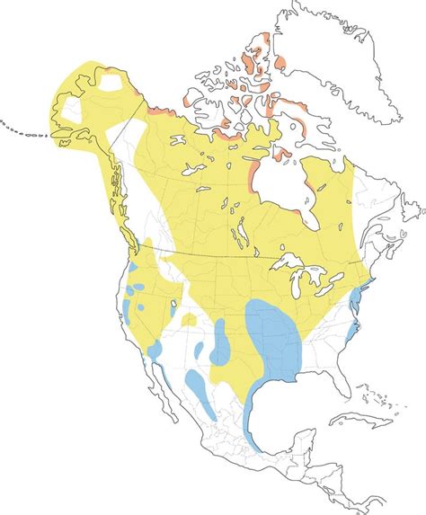 Geese Migration Patterns