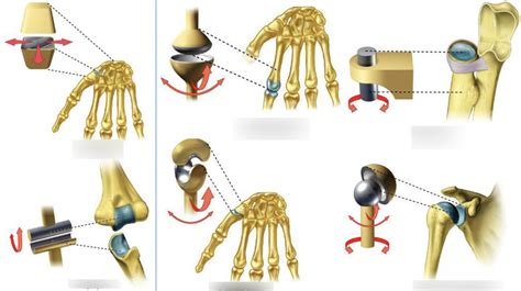 types of freely movable joints diagram Diagram | Quizlet