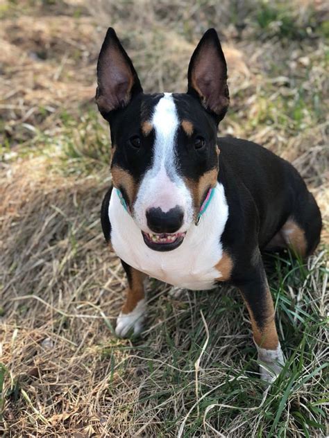 Snaggletooth smile : r/BullTerrier