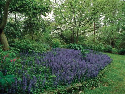 How to Plant and Grow Ajuga