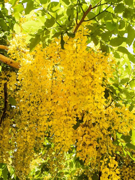 Flowers Of Cassia Fistula Free Stock Photo - Public Domain Pictures