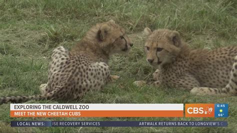 Caldwell Zoo announces winning names of 3 cheetah cubs