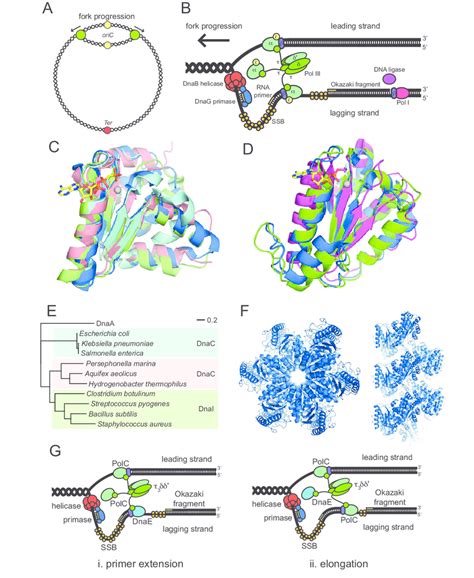 Architecture and conservation of bacterial replisomes. (A)... | Download Scientific Diagram