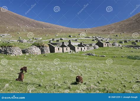 The Village, St Kilda stock image. Image of sheep, moor - 2681229