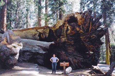 Fallen Tunnel Tree | (formerly known as the Wawona Tunnel Tr… | Flickr