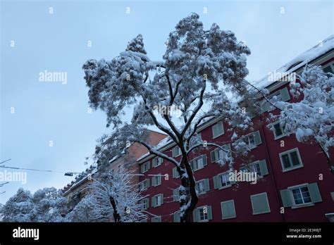 Heavy snowfall in Zurich: A snow loaded tree in front of a historic ...