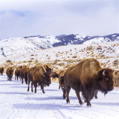 Top Sites to Visit in Grand Teton National Park | BrushBuck Wildlife Tours