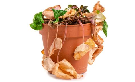 How To Tell If a Plant is Dead - Can It Be Revived - Landscape Solutions