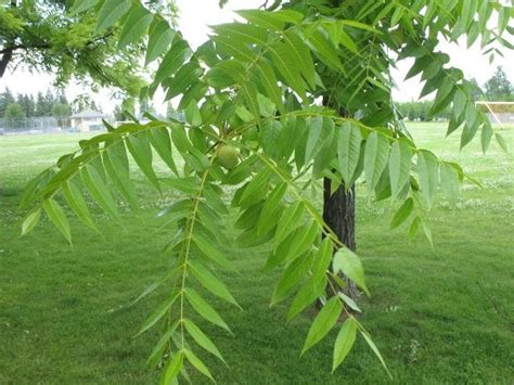 The World´s Tree Species: Eastern Black Walnut - Juglans nigra