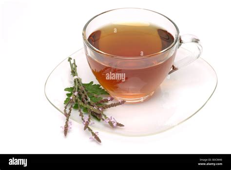 medicinal tea made of Vervain holy herb Verbena officinalis Verbena ...