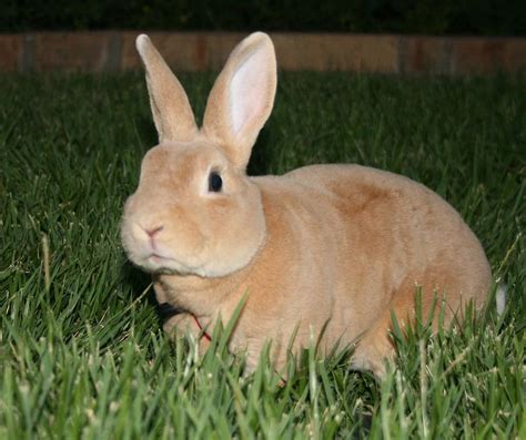 Tan Mini Rex Bunny Photograph by Cynthia Hackney