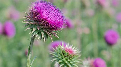 Milk Thistle Tea: Benefits, Side Effects, and Dosage