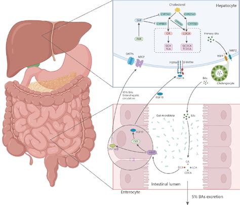 Enterohepatic circulation. | Download Scientific Diagram