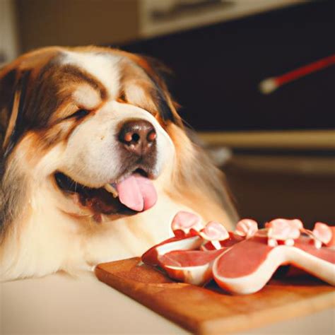 Protein Sources for Dogs: A Comprehensive Guide