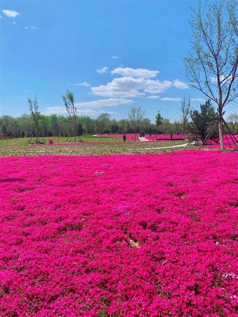 Buy Thyme Seeds|2000 Mix Red Creeping Thyme Seeds for Planting- Wooly ...